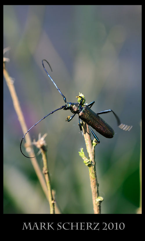 Unbalanced long horn beetle