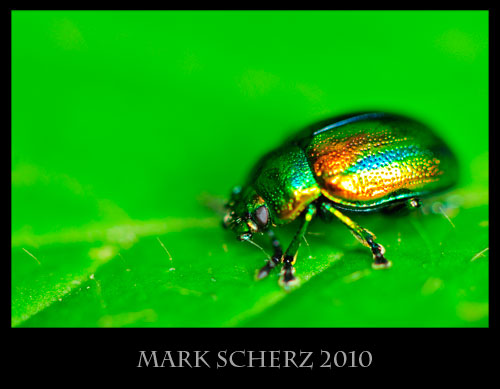 Unidentified leaf beetle super macro