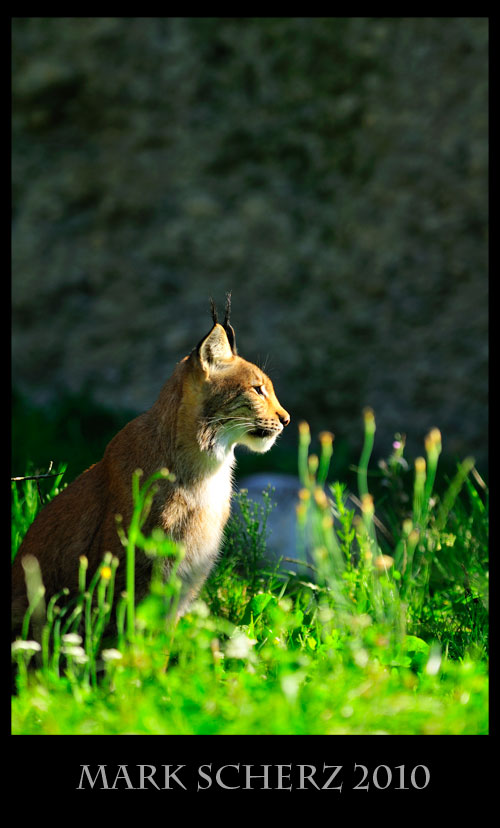 Eurasian Lynx in Lange Erlen