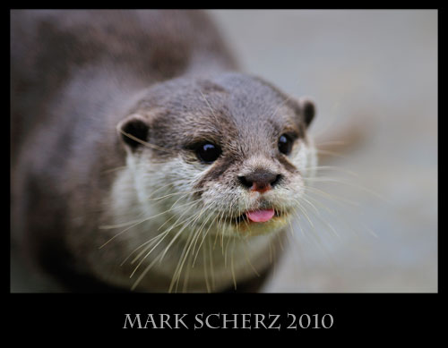 Asian clawless otter derp