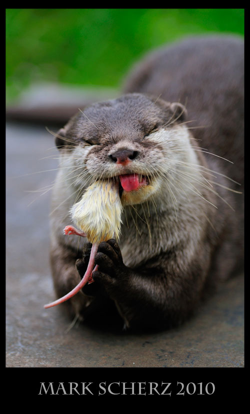 Disgusted Asian Clawless Otter