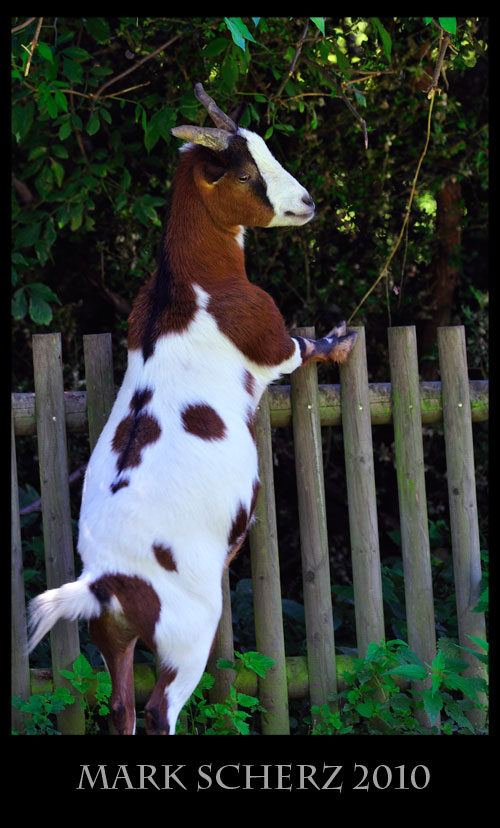Goat on a fence