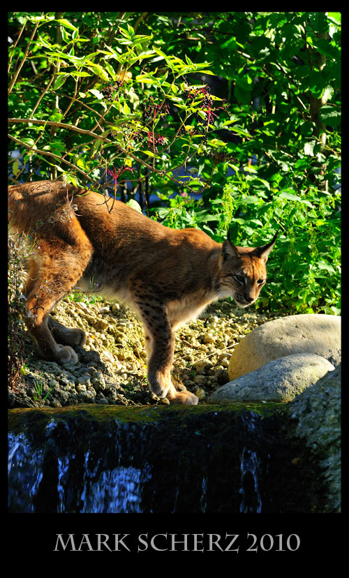 Lynx testing the water