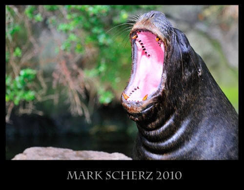 Patagonian sea lion yawn