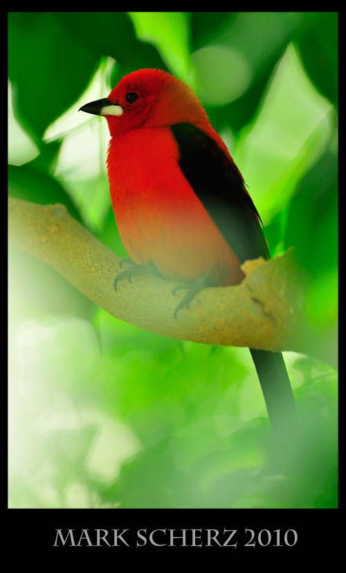 Red Bird Full Body Portrait