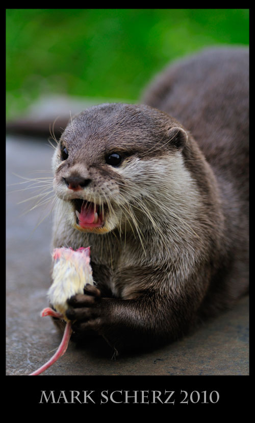 Shocked Asian Clawless Otter realises what it's eating