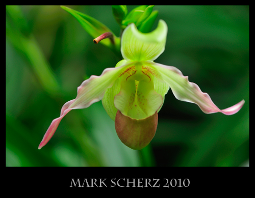Lady Slipper Orchid in Edinburgh Botanics