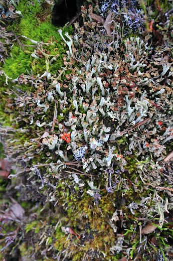Lichen on a tree stump