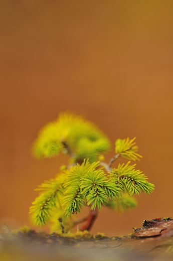 Miniature scots pine