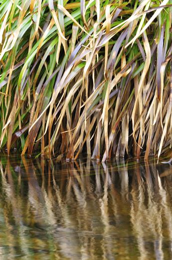 bank of reeds drooping into the water