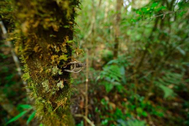 Fungi cling to a rainforest trunk