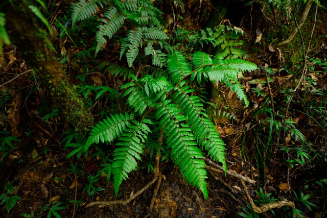Vibrantly green forest ferns