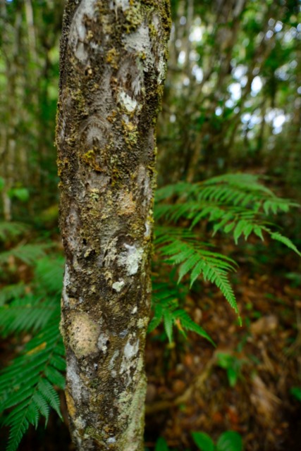 The trunk of a tree-fern covered in lichen and moss