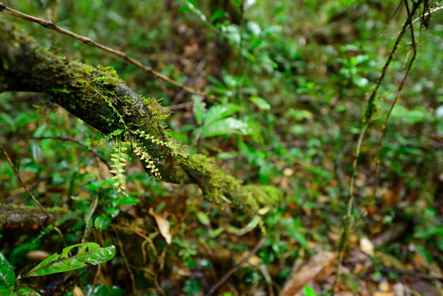 Ferns and forest