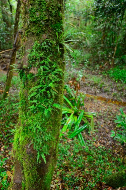 A fern-covered tree trunk