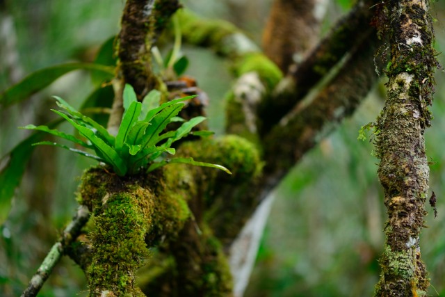 One of my favourite shots from the trip: a bird's nest fern sits on a vine, while Indri call above me.
