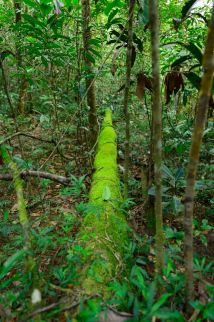 A fallen rainforest tree becomes the host of a thousand more creatures