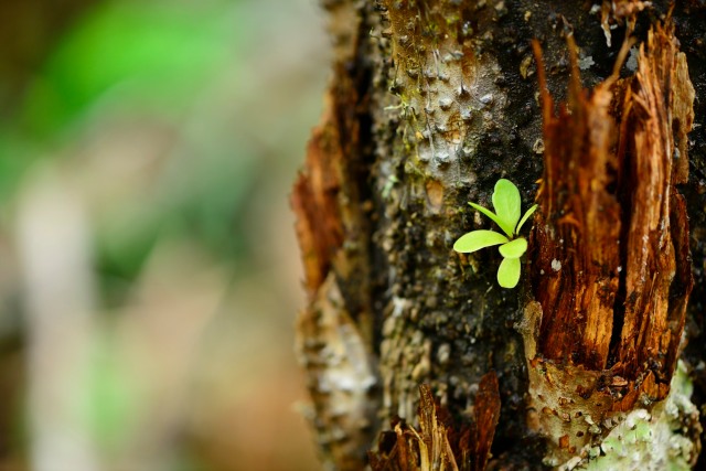 A tiny plant on a tree fern's trunk