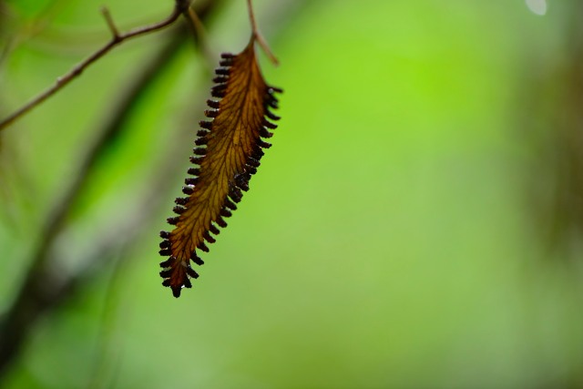 A strange leaf