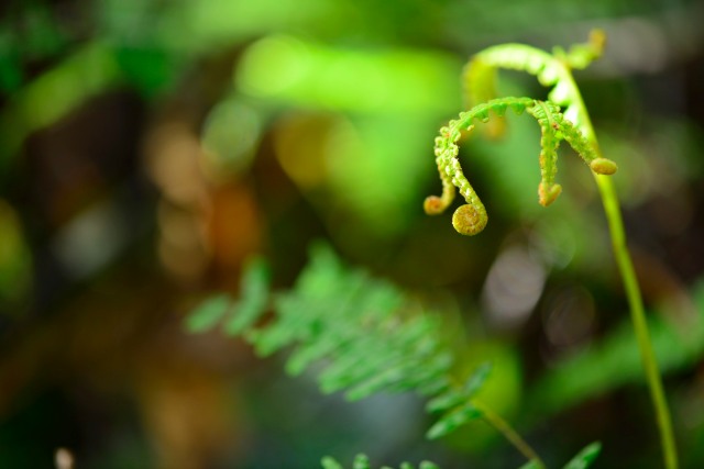 Young fern-leaves