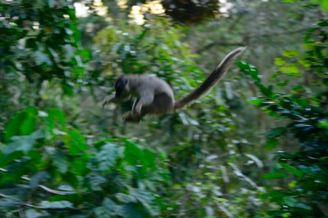 Leaping lemurs