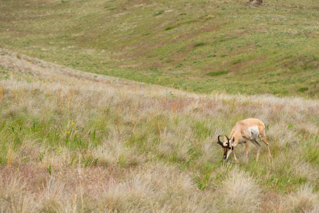 A grazing pronghorn