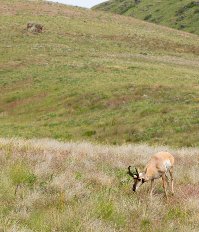 A pronghorn in the National Bison Range