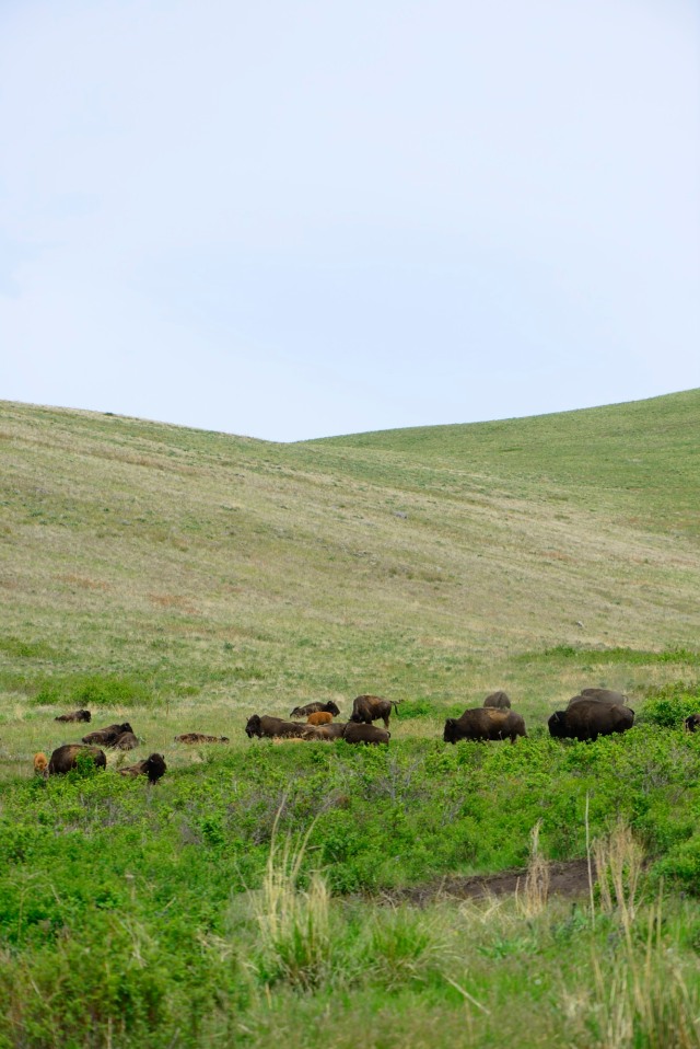 Emily took me up to the National Bison Range, where we saw... Bison.