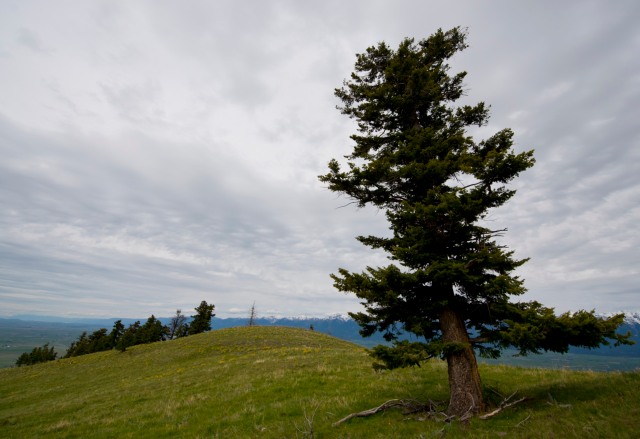 This gnarly pine tree grows near the top of the mountain around which the National Bison Range lies.