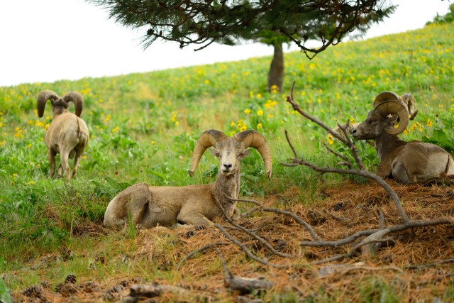 These Bighorns lined themselves up quite nicely for a well-balanced shot.