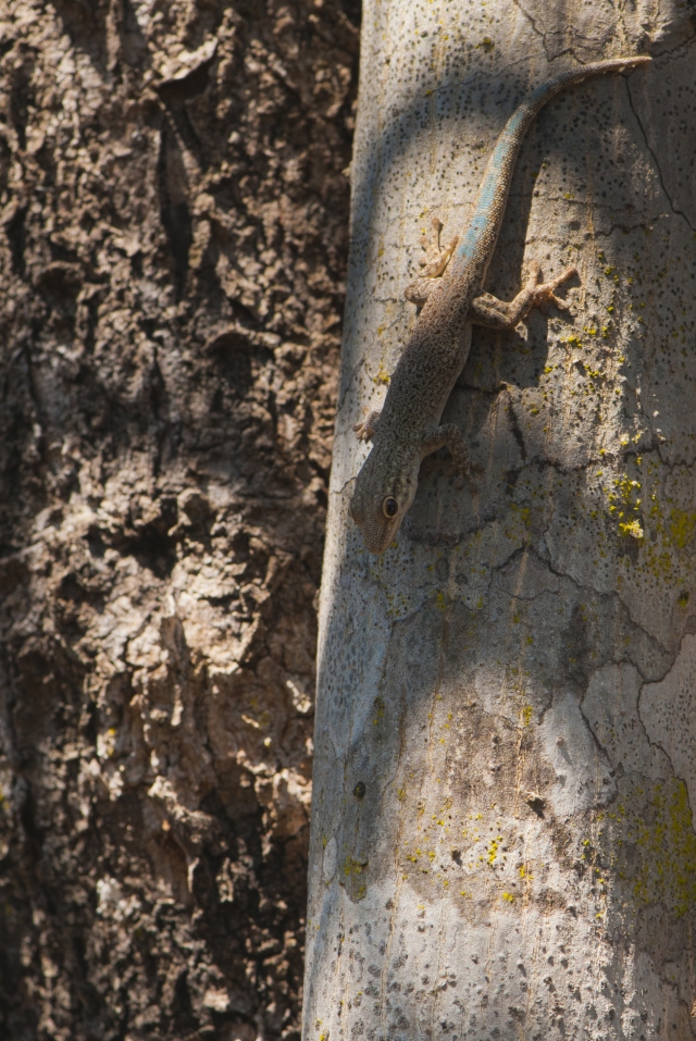 Phelsuma mutabilis on a tree in southern Madagascar
